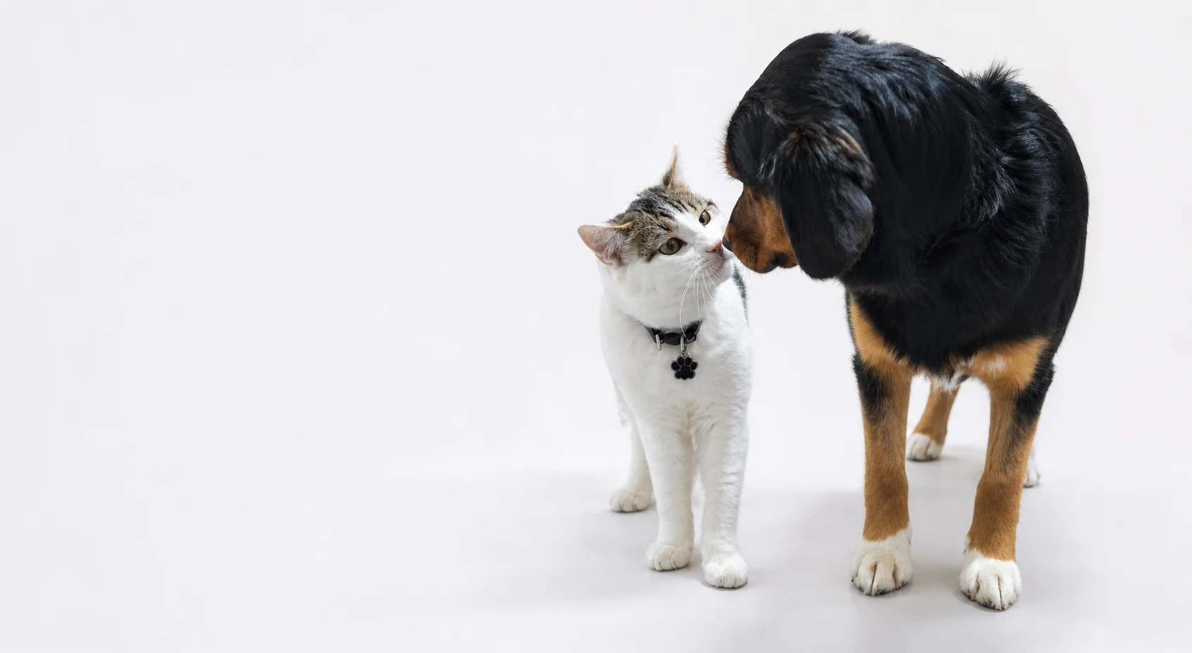 Perro y gato, pacientes de Clínica Vet