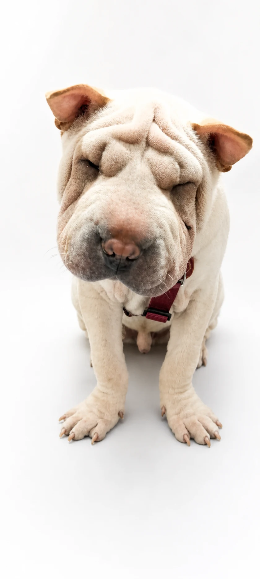 Paciente Shar Pei de Clínica Vet